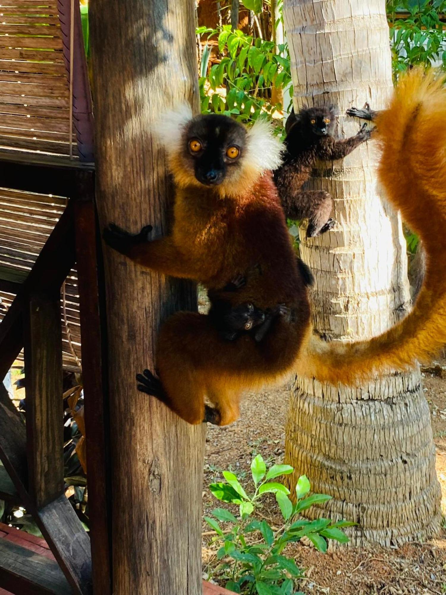 Tamarin Lodge Ampangorinana Екстер'єр фото