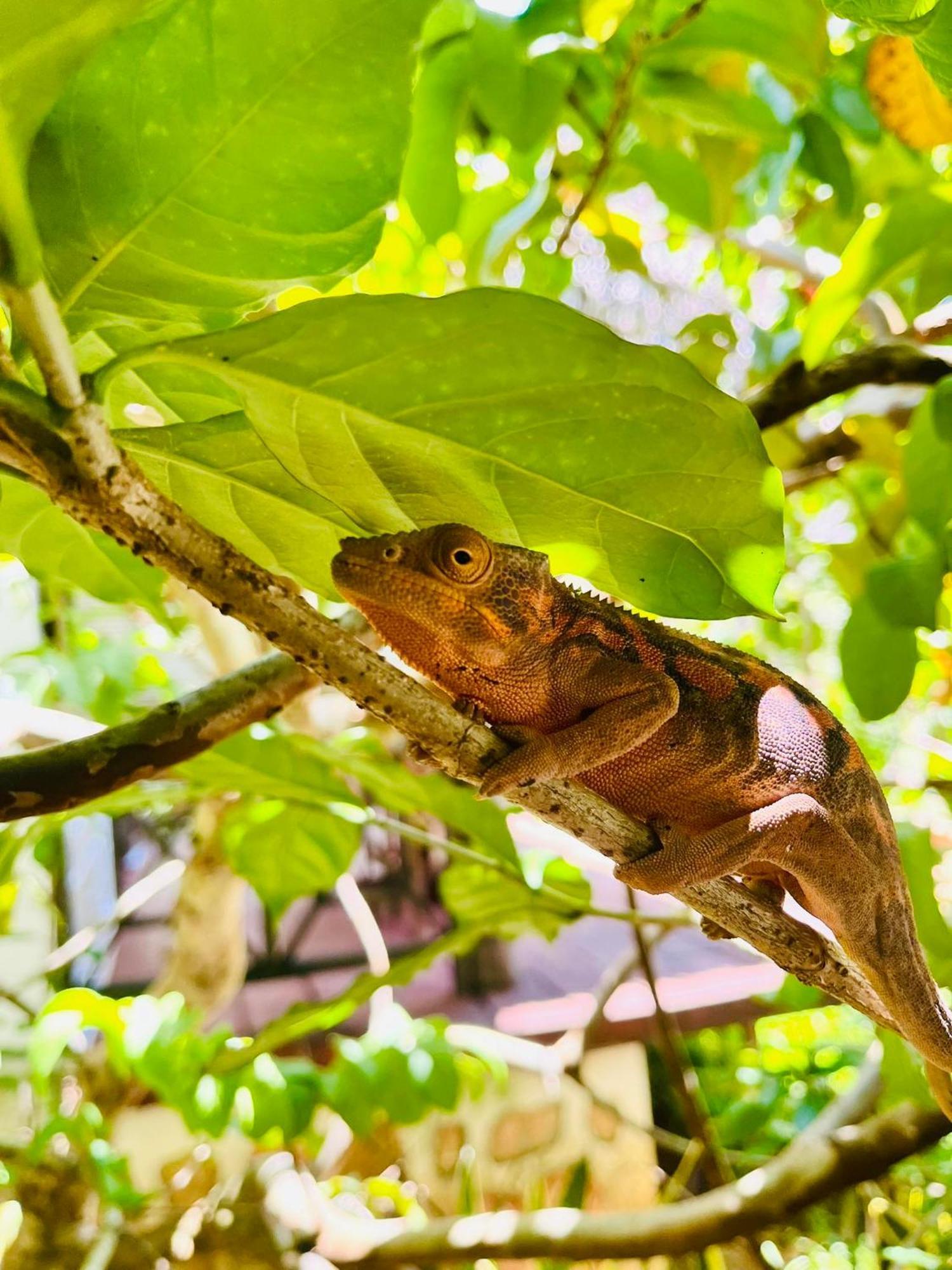Tamarin Lodge Ampangorinana Екстер'єр фото